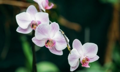 Wie viel Licht brauchen Orchideen