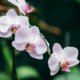 Wie viel Licht brauchen Orchideen