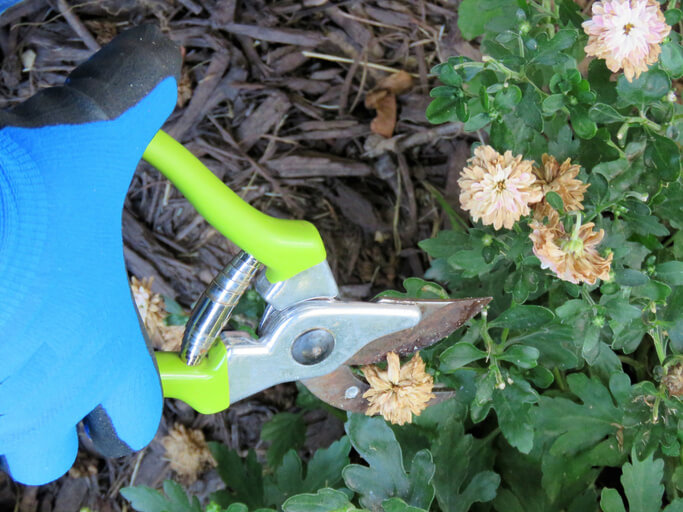 Wie werden Chrysanthemen richtig geschnitten