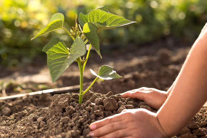 Wie werden Stecklinge gezogen und gepflanzt