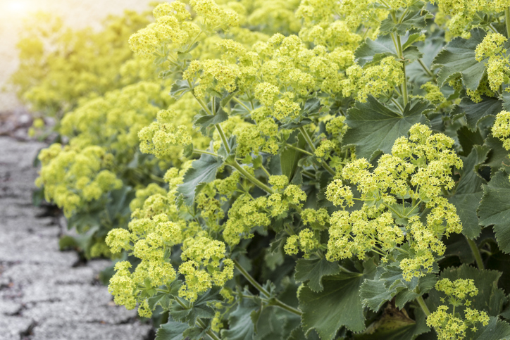 Wie wird Frauenmantel angebaut