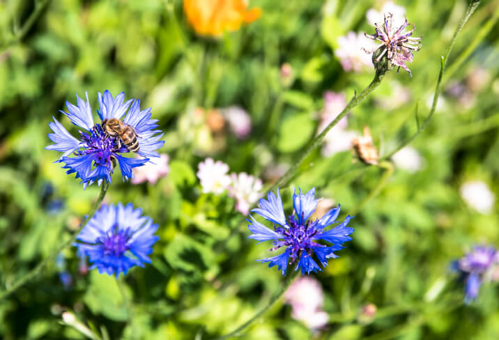 Wildbienen im Garten ansiedeln