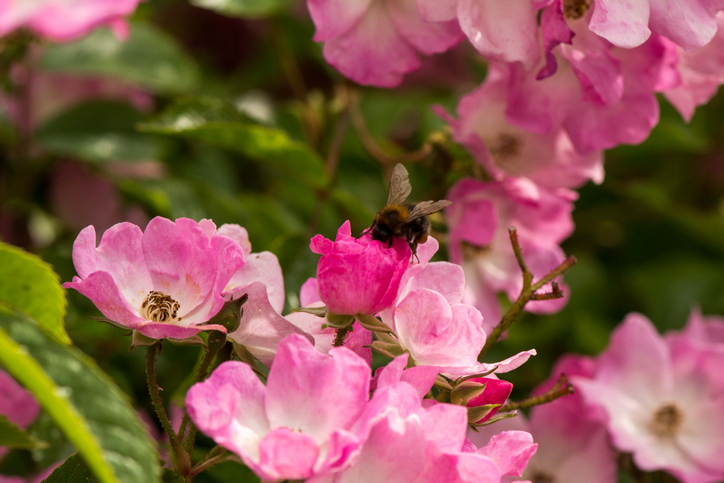 Wildrosen optimal schneiden