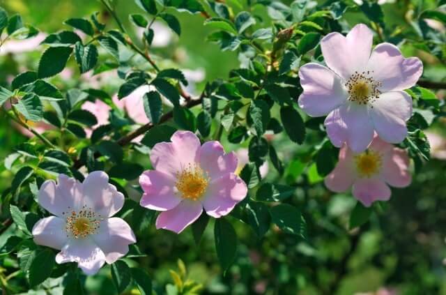 Wildrosen schneiden - eine Schritt für Schritt Anleitung