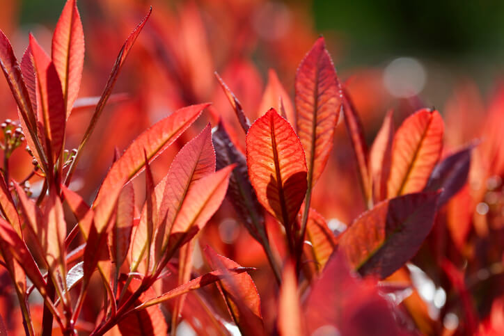 Winterhärte durch den richtigen Schnittzeitpunkt