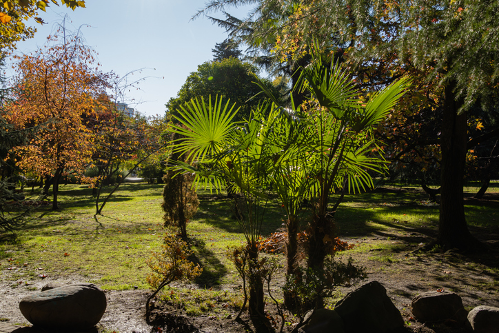 Winterhärte im Freiland