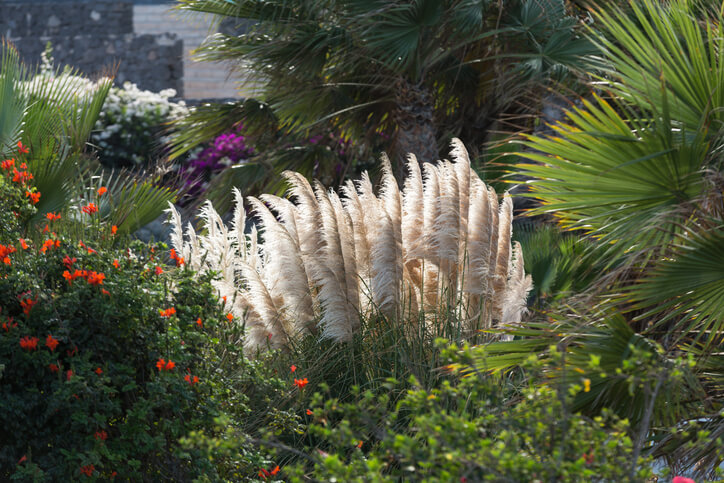 Wissenswertes über das Pampasgras