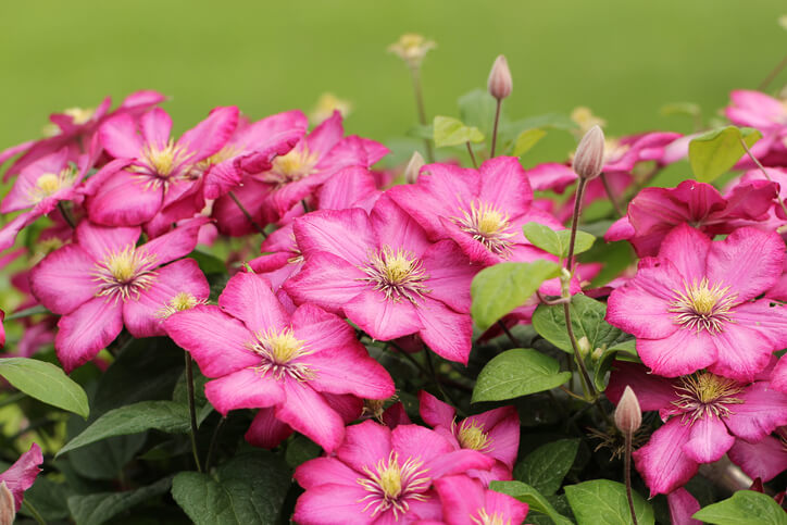 Wissenswertes über die Clematis