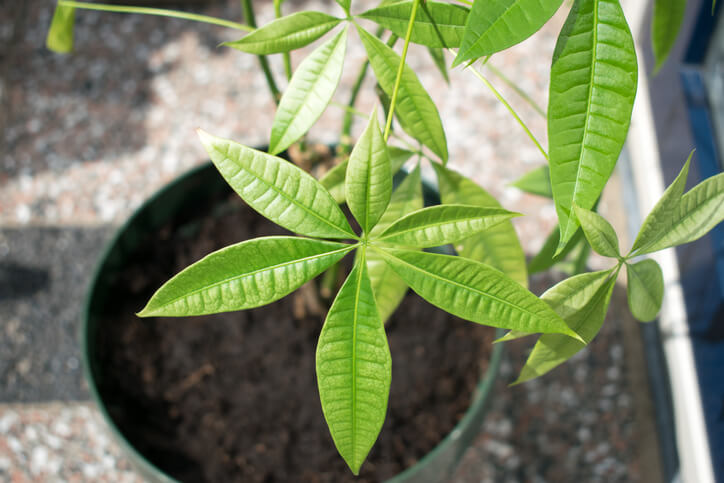 Wissenswertes über die Glückskastanie