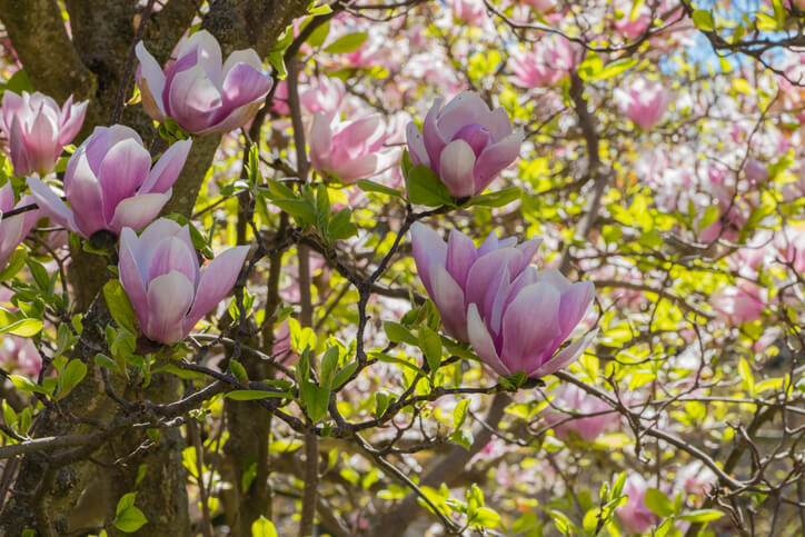 Wissenswertes über die Magnolie