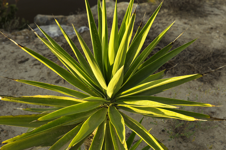 Wissenswertes über die Palmlilie