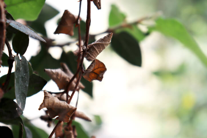 Woran erkennt man vertrockneten Efeu