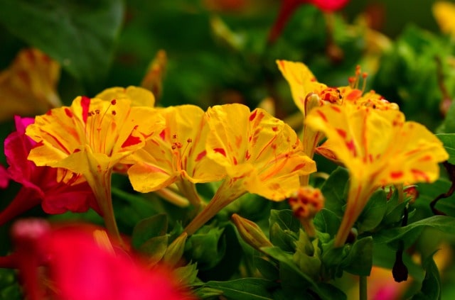 Wunderblume im Beet pflanzen - Tipps und Tricks