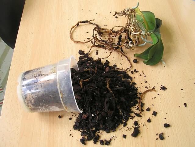 Wurzelfäule richtig behandeln