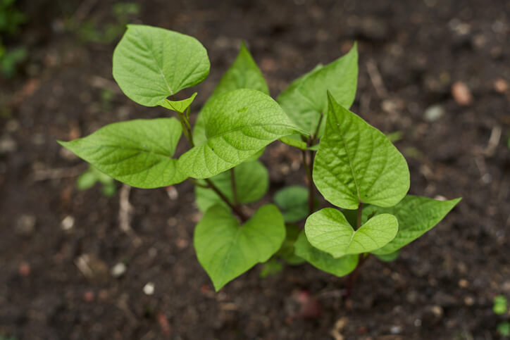Zeitpunkt und Vorgehensweise