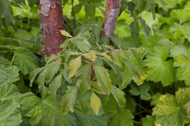 Zimtahorn richtig schneiden - Tipps & Wissenswertes