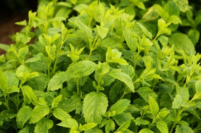 Zitronenmelisse aus Samen selber ziehen