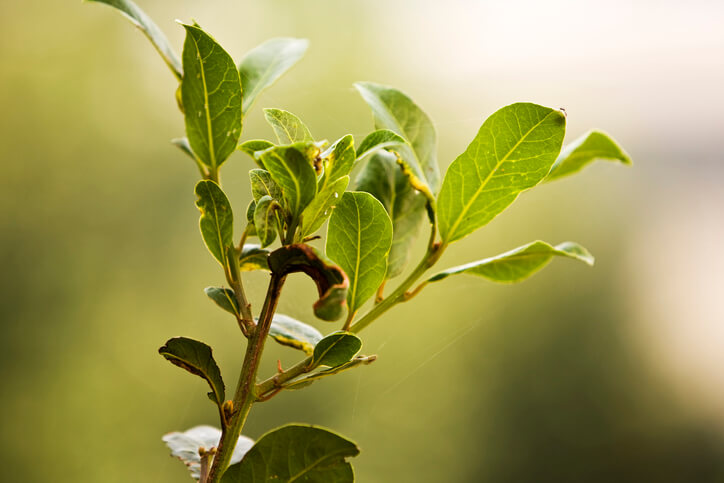 Zu viel Dünger ist Gift für Lorbeerbäume