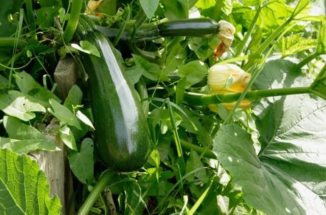 Zucchini Anzucht - eine Schritt für Schritt Anleitung