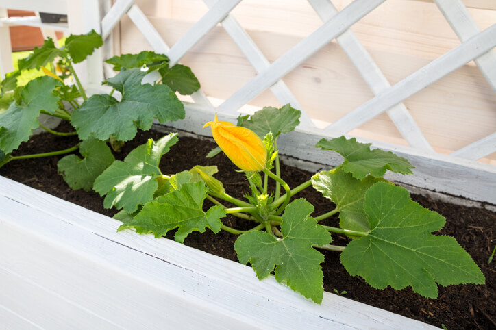 Zucchini auf dem Balkon ziehen
