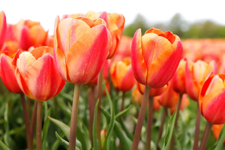 Zwei Gruppen von Tulpen