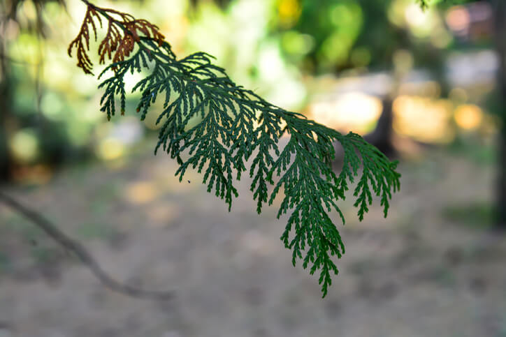 Zypresse wird gelb - woran liegt das und was tun
