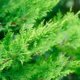 Zypressen in Deutschland halten - Tipps zur Pflege