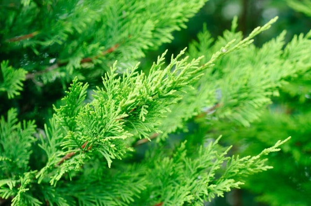 Zypressen in Deutschland halten - Tipps zur Pflege