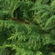 Zypressenhecke schneiden - praktische Tipps zum Rückschnitt