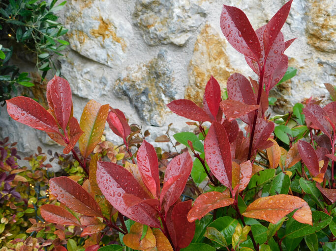 2. Ursache Staunässe