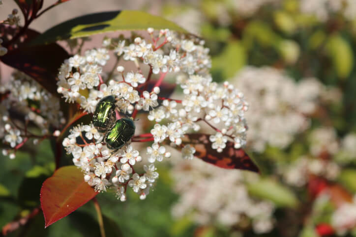 3. Ursache Schädlinge