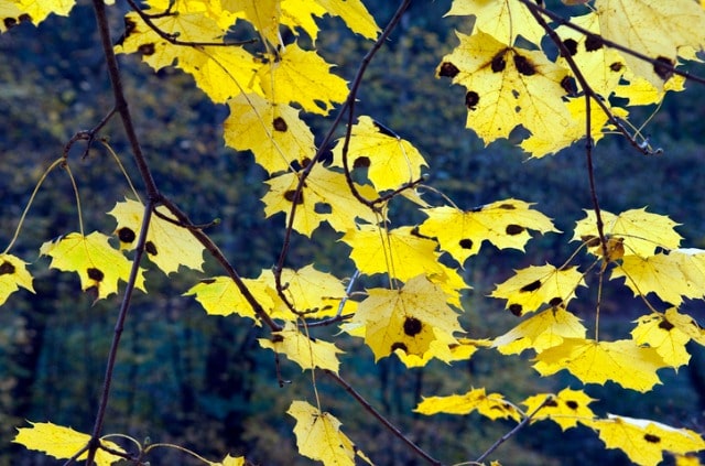 Ahorn mit Pilzbefall - was tun