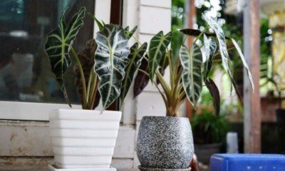 Alocasia richtig pflegen