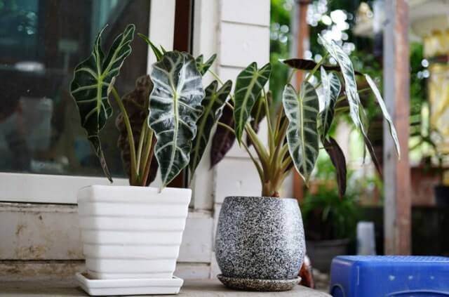 Alocasia richtig pflegen