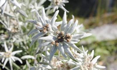 Alpin-Edelweiß im Garten pflanzen