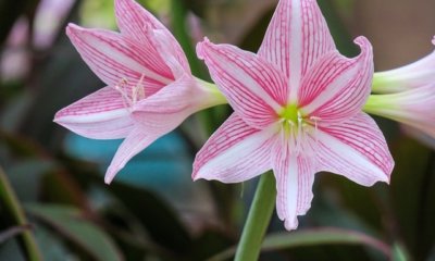 Amaryllis düngen - wann und womit