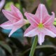 Amaryllis düngen - wann und womit