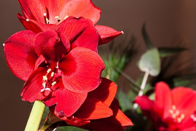 Amaryllis mehrjährig pflegen