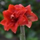 Amaryllis richtig vermehren