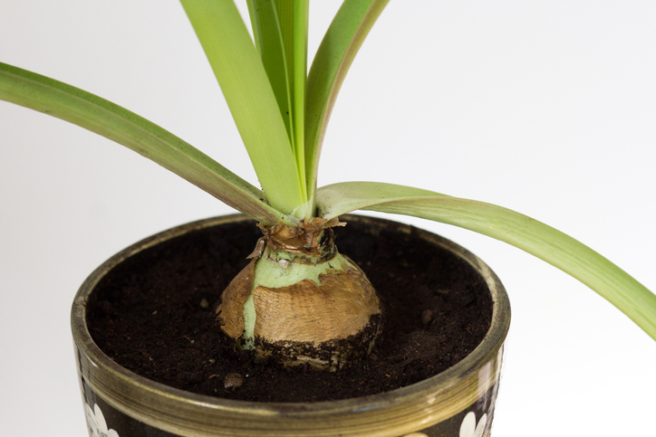 Amaryllis richtig vermehren - diese Möglichkeiten gibt es