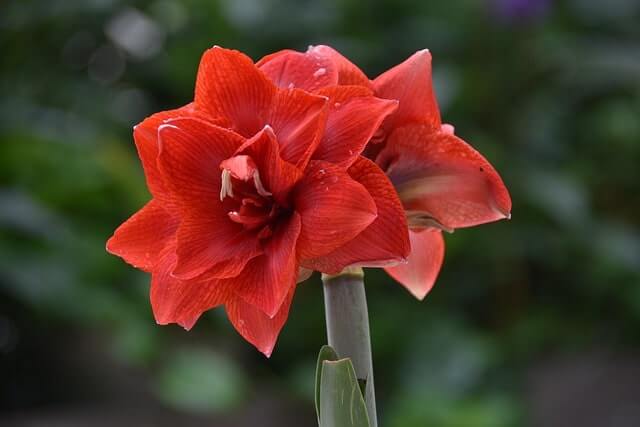 Amaryllis richtig vermehren