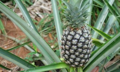 Ananas ernten - wann ist die Frucht reif