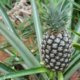 Ananas ernten - wann ist die Frucht reif