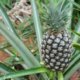 Ananas ernten - wann ist die Frucht reif