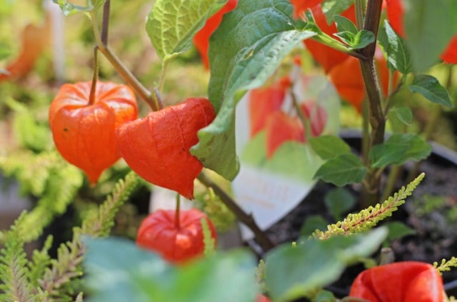 Andenbeere im Topf pflanzen