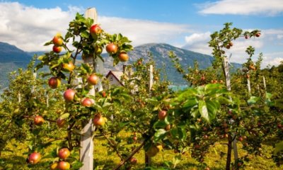 Apfelbäume richtig anbinden