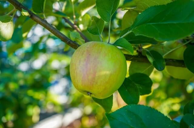 Apfelbaum als Halbstamm ziehen