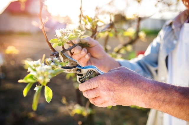Apfelbaum schneiden - im Herbst oder im Frühjahr