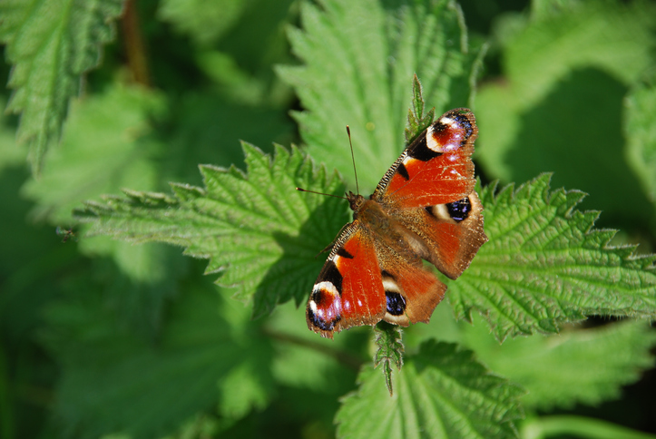 Auf diese Blüten fliegen Schmetterlinge