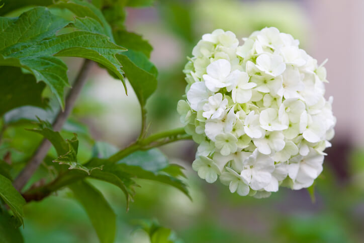 Aufzucht richtig vorbereiten